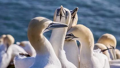 开云网址入口-快船再次大胜乔治高效砍分，快船乔治图片