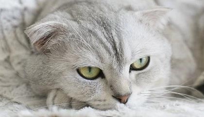 开云网址入口-快船再次大胜乔治高效砍分,快船乔治图片